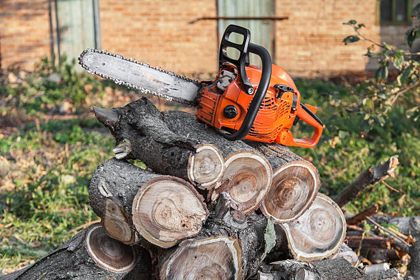 Reliable Old Stine, CA Tree Service Solutions